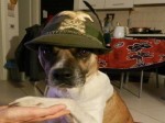 cane col cappello